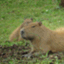 Capybarablog