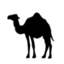 camel_syuukatu