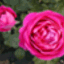 herb-rose