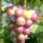 love-grapes