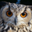 owl-mukku