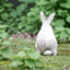 rabbit102mt