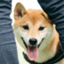 shiba-kenshin-dog